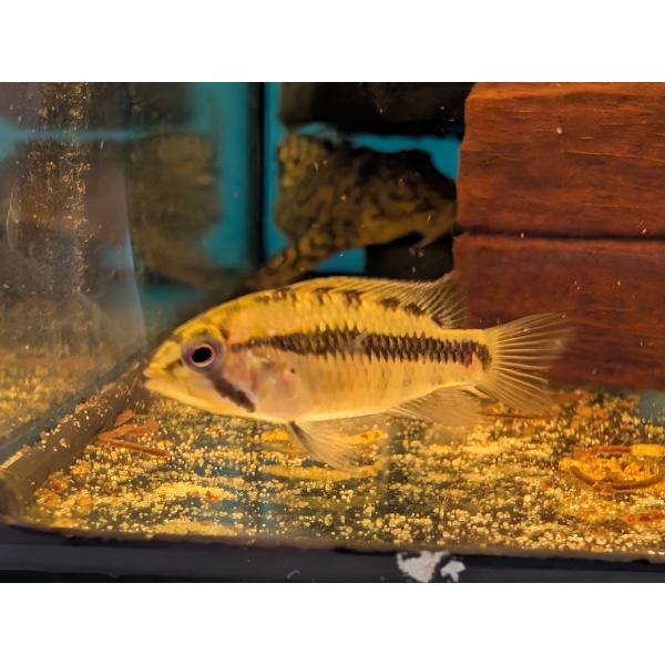 Apistogramma sp.D10