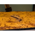 Apistogramma sp.D10 (Rare) - Image 2