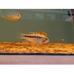 Apistogramma sp.D10 (Rare) - Image 3