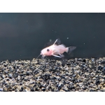 Nigrita Gold Catfish Synodontis nigrita - Image 2