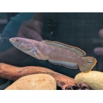Fire and Ice Snakehead Channa pyrophthalmus - Image 1