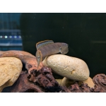 Fire and Ice Snakehead Channa pyrophthalmus - Image 4