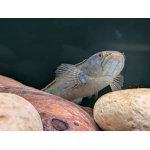Fire and Ice Snakehead Channa pyrophthalmus - Image 2