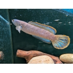 Fire and Ice Snakehead Channa pyrophthalmus - Image 3