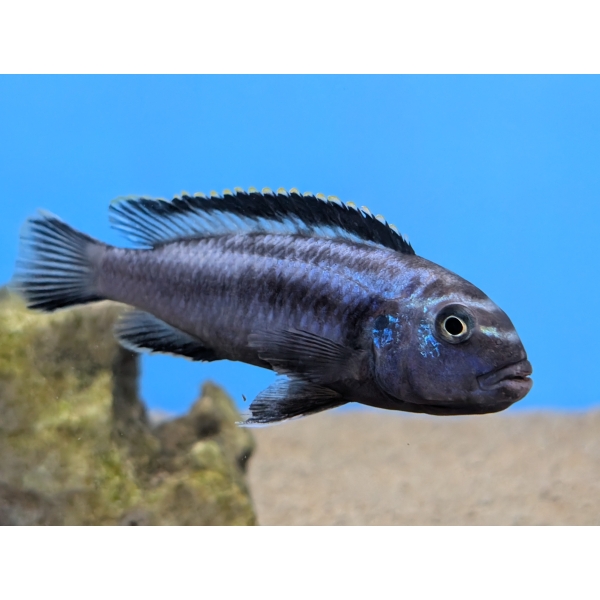 Electric Blue Johani Cichlid Melanochromis johani The Fish Barn