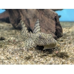 Jaguar Pleco (Hypostomus jaguar) - Image 2