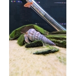 White Hercules Snail Brotia herculea - Image 1