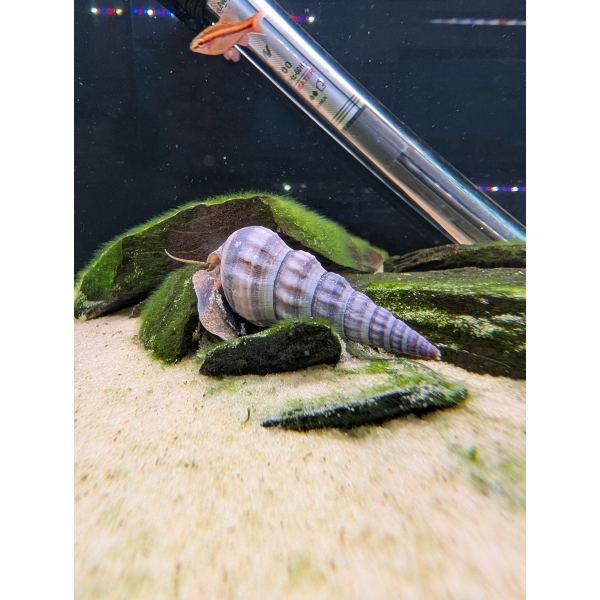 White Hercules Snail The Fish Barn