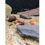 Pumpkin Snail Vittina sp. - Image 1