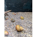 Piano Snail Taia naticoides - Image 3