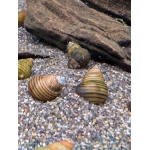 Piano Snail Taia naticoides - Image 1
