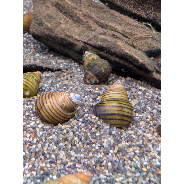 Panio Snail Taia naticoides The Fish Barn