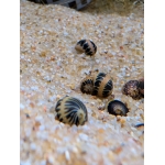 Striped Pumpkin Snail Clithon sowerianum - Image 2