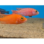 Fire Peacock Cichlid Aulonocara sp. Fire Fish - Image 2