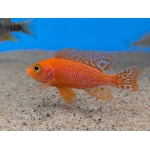 Fire Peacock Cichlid Aulonocara sp. Fire Fish - Image 1