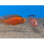 Fire Peacock Cichlid Aulonocara sp. Fire Fish - Image 3