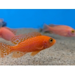 Fire Peacock Cichlid Aulonocara sp. Fire Fish - Image 4
