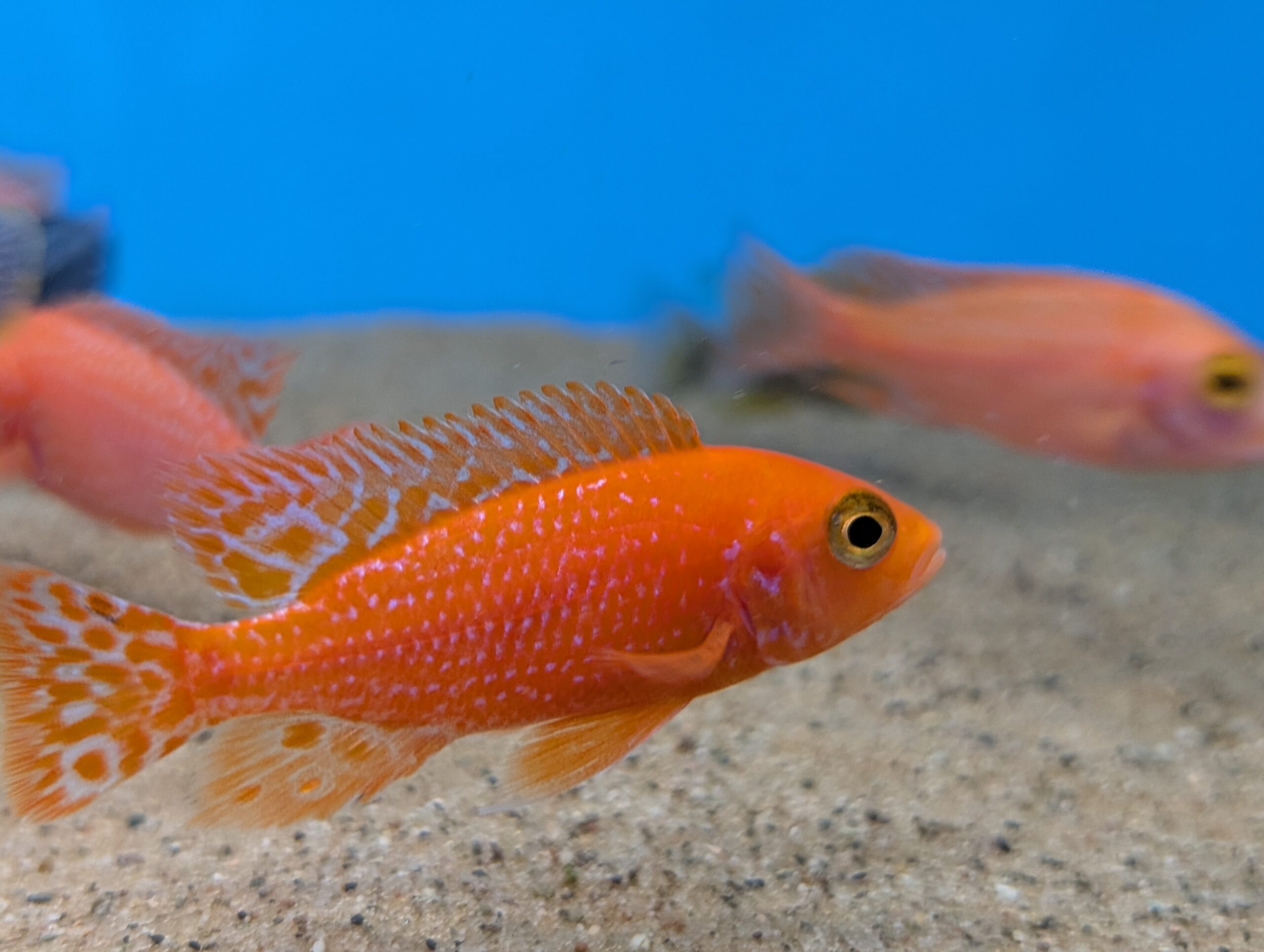 Fire Cod Fish Fire Peacock Cichlid Aulonocara sp. Fire Fish – The Fish Barn
