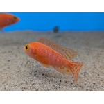 Fire Peacock Cichlid Aulonocara sp. Fire Fish - Image 5