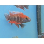 Aulonocara Eureka (Aulonocara jacobfreibergi 'Eureka') - Image 3