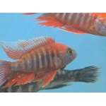 Aulonocara Eureka (Aulonocara jacobfreibergi 'Eureka') - Image 2