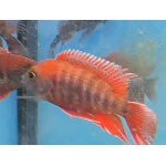 Aulonocara Eureka (Aulonocara jacobfreibergi 'Eureka') - Image 1