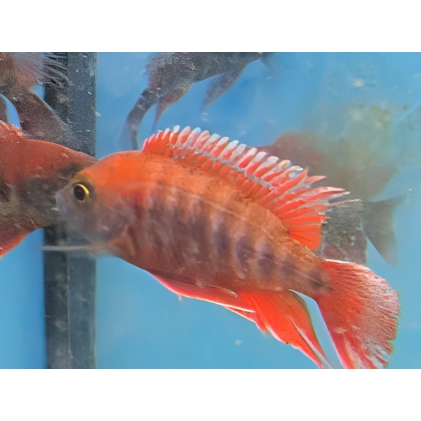 Aulonocara Eureka (Aulonocara jacobfreibergi 'Eureka') The Fish Barn