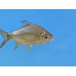 Red Tail Tinfoil Barb Barbonymus altus - Image 1