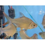 Red Tail Tinfoil Barb Barbonymus altus - Image 2