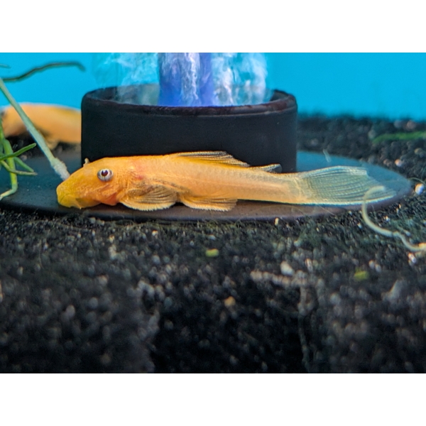 L144 Lemon Blue Eye Pleco The Fish Barn