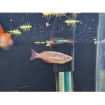 Wapoga Red Laser Rainbowfish Melanotaenia rubrivittata - Image 2