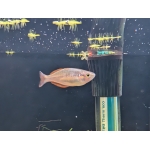 Wapoga Red Laser Rainbowfish Melanotaenia rubrivittata - Image 1