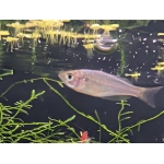 Wapoga Red Laser Rainbowfish Melanotaenia rubrivittata - Image 3