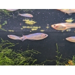 Wapoga Red Laser Rainbowfish Melanotaenia rubrivittata - Image 4