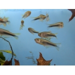 Small Scale Tetra (Mimagoniates microlepis) - Image 2