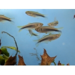 Small Scale Tetra (Mimagoniates microlepis) - Image 1