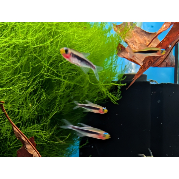 Tucan Tetra Tucanoichthys tucano The Fish Barn