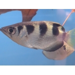 Small Scale Archerfish Toxotes cf. microlepis - Image 2