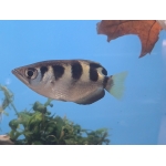 Small Scale Archerfish Toxotes cf. microlepis - Image 3