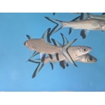 Silver/Bala Shark Balantocheilus melanopterus - Image 1