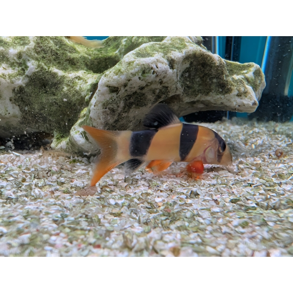 Clown Loach Chromobotia macracanthus The Fish Barn