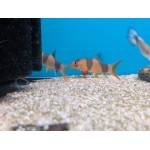 Clown Loach Chromobotia macracanthus - Image 2