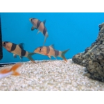 Clown Loach Chromobotia macracanthus - Image 3