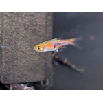 Lambchop Rasbora Trigonostigma espei - Image 1