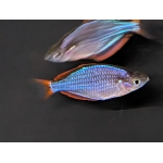 Neon Dwarf Rainbowfish Melanotaenia praecox - Image 1