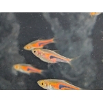 Lambchop Rasbora Trigonostigma espei - Image 3