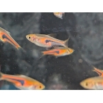 Lambchop Rasbora Trigonostigma espei - Image 2