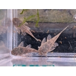 Ancistrus sp. 'Schneeflocke' - Image 3