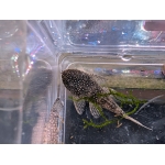 Ancistrus sp. 'Schneeflocke' - Image 4