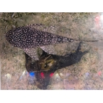 Ancistrus sp. 'Schneeflocke' - Image 2